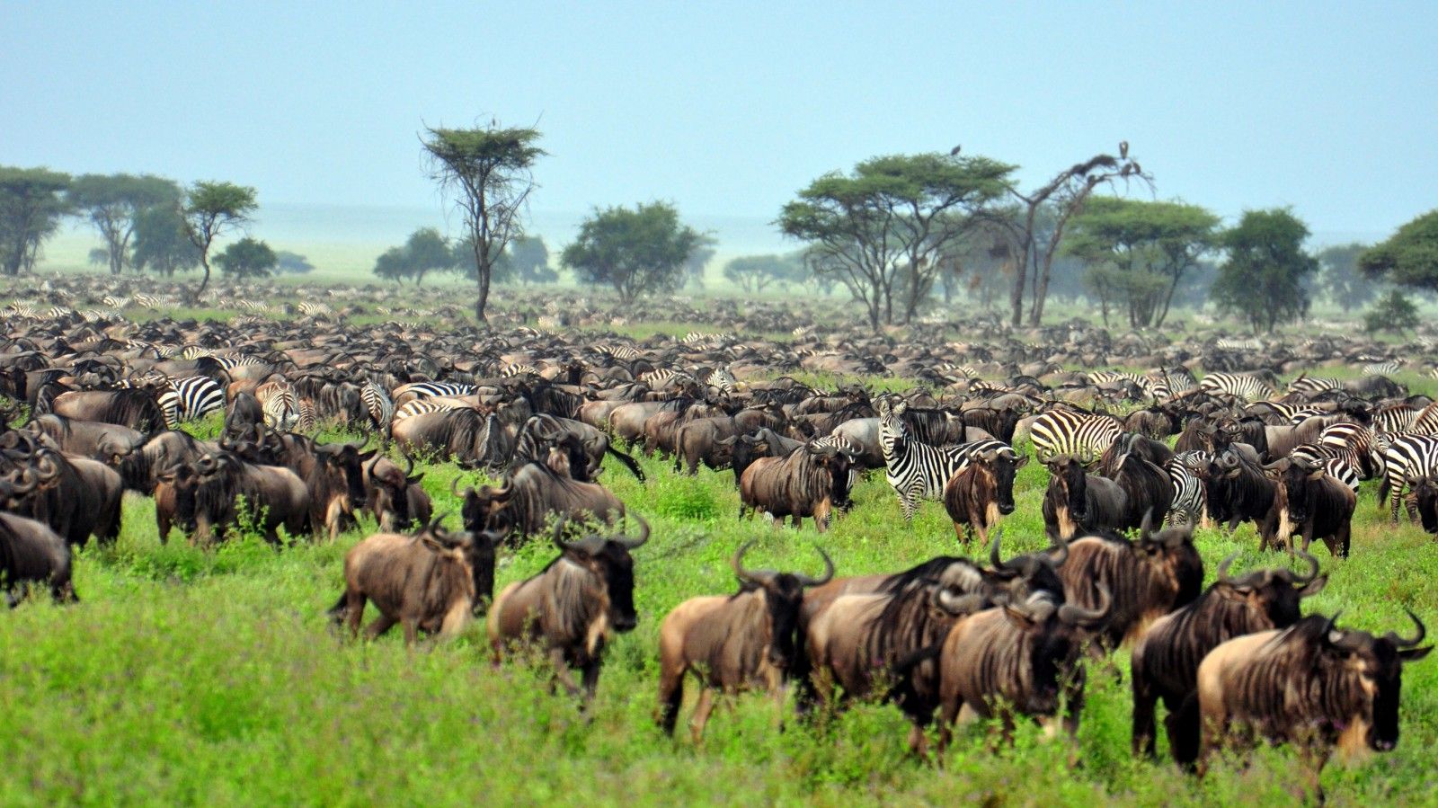 Wildlife Safaris — Tanzania